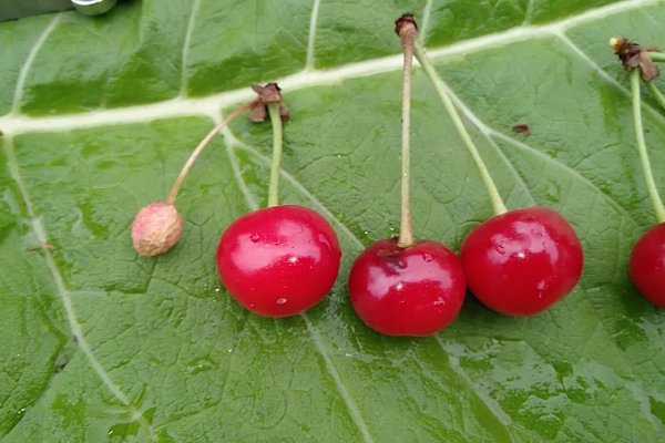 Кракен сайт ссылка kr2web in