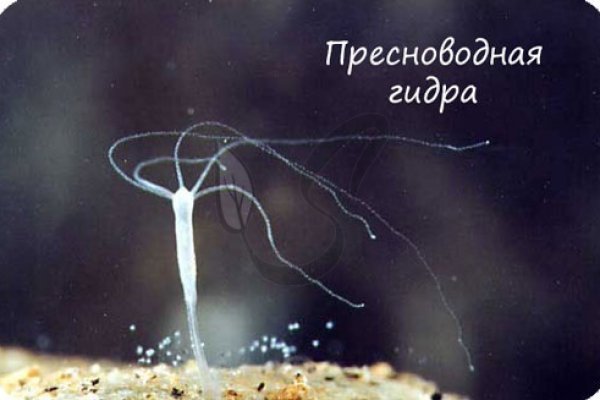Kraken рабочая ссылка onion