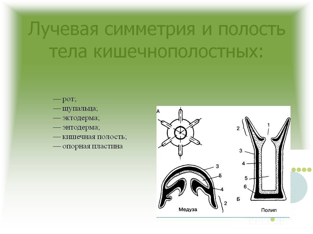 Ссылка на кракен тг